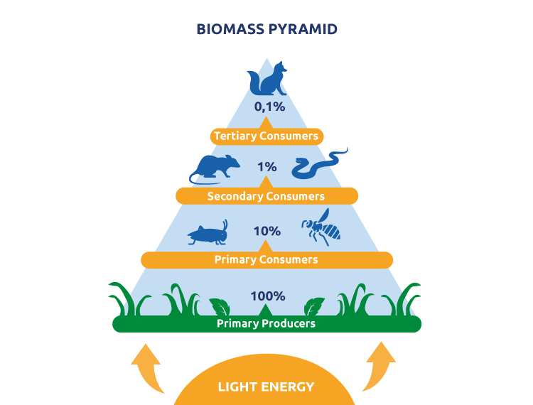 Biomass Energy and Biogas in Australia